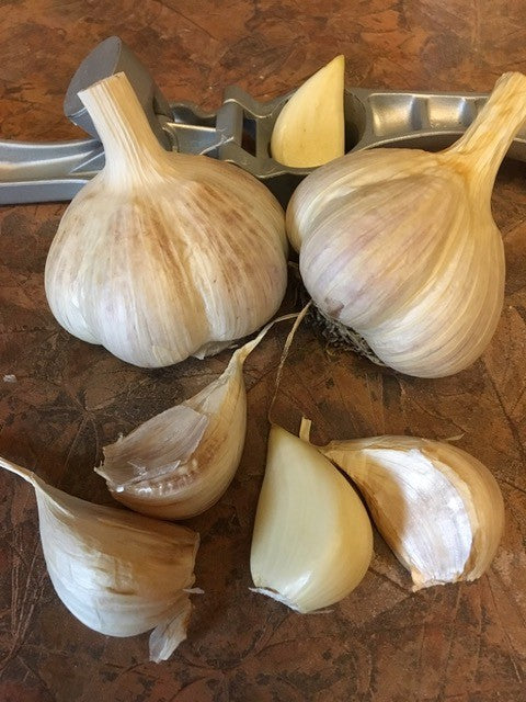 Garlic – The magic plant for a fabulously healthy gut biome